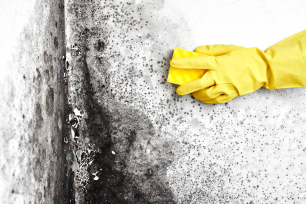 Mold Remediation for Vacation Homes in Ponderay, ID