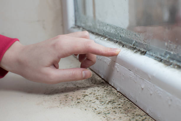 Best Mold Documentation for Insurance Claims  in Ponderay, ID